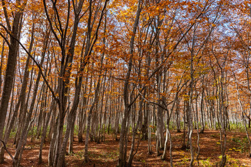 Obraz premium Colorful trees in forest. Autumn foliage scenery view, full of magnificent colours in red, orange, and golden colors foliage