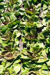 close up of many heads of green lettuce ready for harvesting