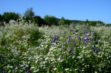 summer field with wild flowers on a sunny day
