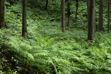 林の下のシダの群落