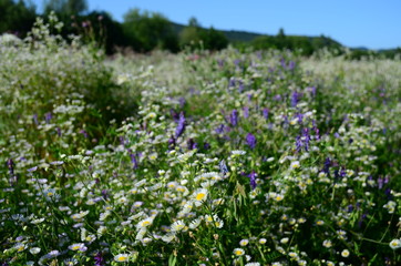 summer field with wild flowers on a sunny day