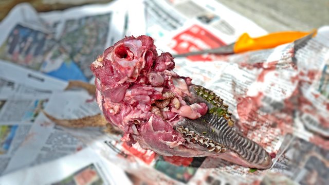 larvae of the cephenemyiinae in a roebuck in summer