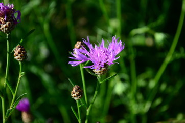 summer field with wild flowers on a sunny day