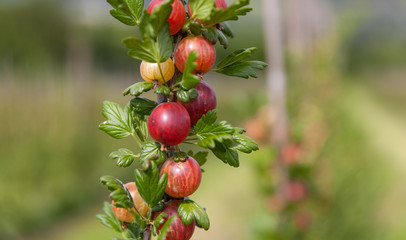 Gooseberry branch close .up on orchard Background