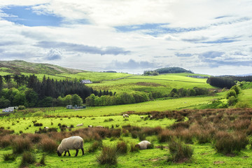 Sheep grazing in the fields in Kintyre in the Highlands of Scotland
