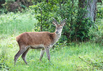 Naklejka na ściany i meble Red deer, Woodland, Glenveagh National Park, Donegal, Ireland