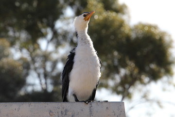 Obraz premium bird