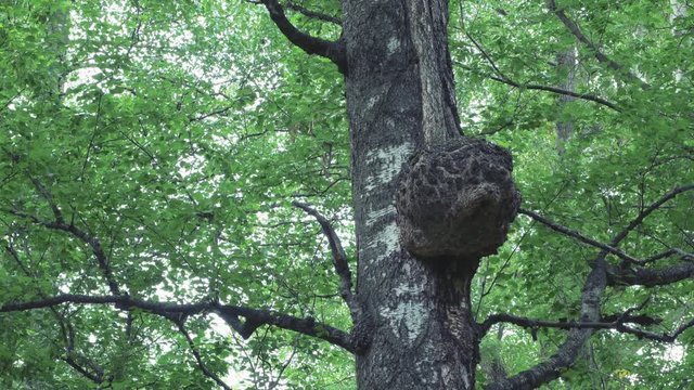 Plant disease. Gaint Birch trunk cancer