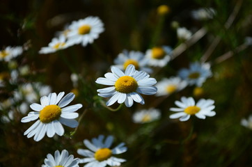 Fototapeta premium summer field with wild flowers on a sunny day