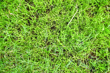 Green grass background 