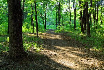 sunlight through the trees in the evening in summer , Russia.