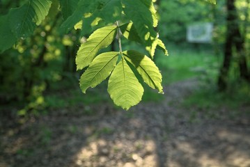 sunlight through the trees in the evening in summer , Russia.