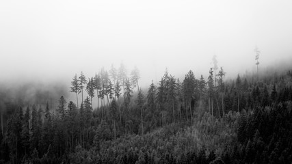 rainy day with fog in the forest on the mountains