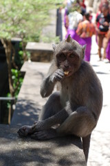 Uluwatu Temple, monkey