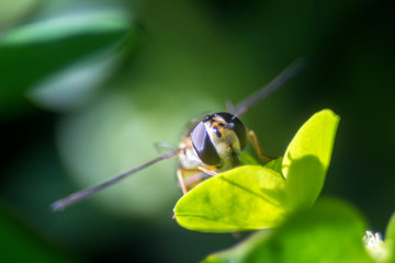 Naklejka premium In the garden, on a flower