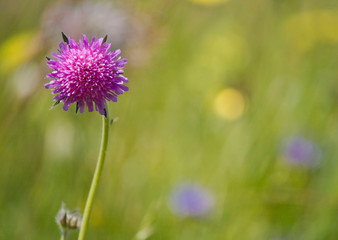 Pink Knautia arvensis flower