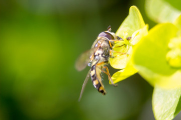 In the garden, on a flower