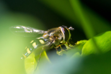 In the garden, on a flower