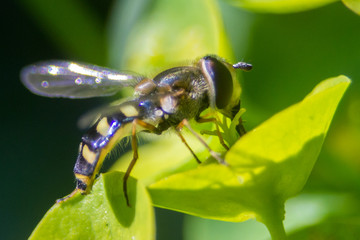 In the garden, on a flower