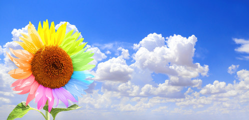 Sunflower with petals, painted in different colors