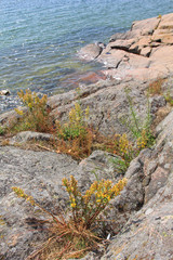 Fototapeta na wymiar Stone rocks and trees on the North Sea