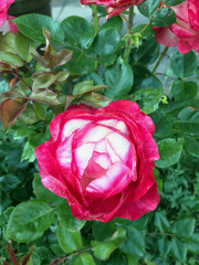 Gartenrose mit  roten und weißen Blüten, die von oben genanntem in der Nahaufnahme angesehen wurden, die draußen wächst