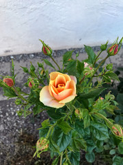 Gartenrose mit  roten und gelben Blüten, die von oben genanntem in der Nahaufnahme angesehen wurden, die draußen wächst