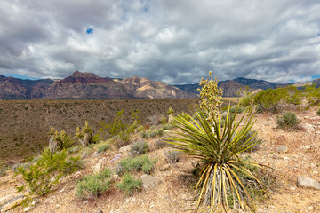 cactus in the desert