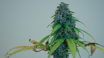 Cannabis plant blooms, growing indoor. Fresh harvest of medical marijuana buds.