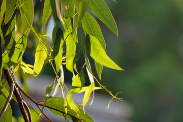 Eucalyptus leaves backlit at sunset