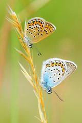  Common blue butterflies Polyommatus icarus in pair sitting on dry grass. Males usually have wings that are blue above with a black-brown border and a white fringe. The females are usually brown.