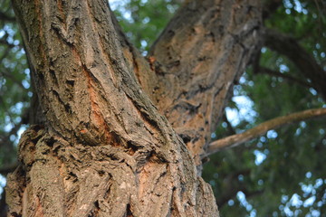 bark of an owl-shaped tree