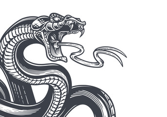 Snake background. Hand drawn vector illustration in engraving technique isolated on white.  