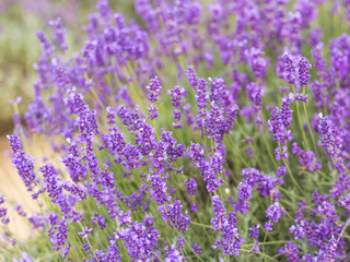 Fototapeta premium Lavender bushes closeup, French lavender in the garden, soft light effect. Field flowers background.