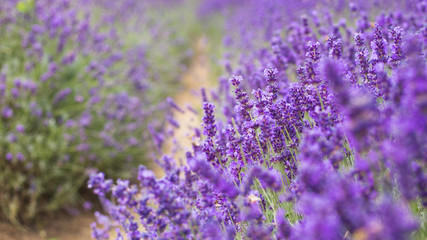 Obraz premium Lavender bushes closeup, French lavender in the garden, soft light effect. Field flowers background.