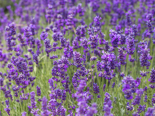 Lavender bushes closeup, French lavender in the garden, soft light effect. Field flowers background.