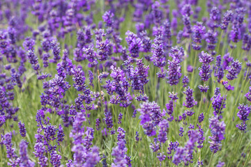 Naklejka premium Lavender bushes closeup, French lavender in the garden, soft light effect. Field flowers background.