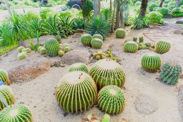 Natural landscape Cactus garden in the tropics Southeast Asia, Thailand