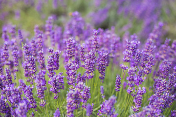 Obraz premium Lavender bushes closeup, French lavender in the garden, soft light effect. Field flowers background.