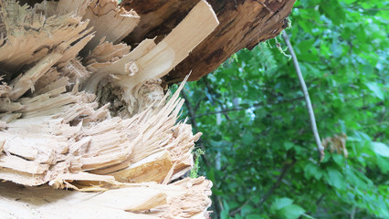 Legno: albero spezzato in Trentino