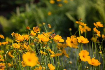 Obraz premium pole żółte kwiaty