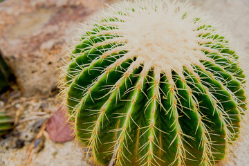 Golden Barrel Cactus, Echinocactus Grusonii Plant. Golden ball cactus.