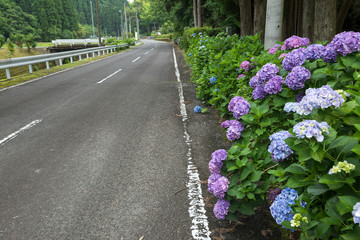 車道の脇に咲くアジサイの花