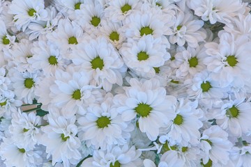 colorful daisy in bloom in spring