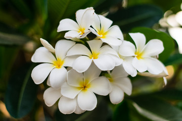 Fototapeta premium Beautiful plumeria flowers