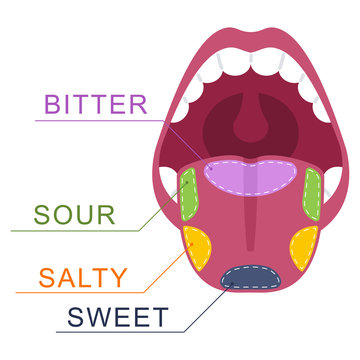 Taste buds on the tongue: salty, sweet, sour, bitter. Human mouth vector cartoon illustration isolated on a white background.