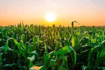 sunrise over the corn field - obrazy, fototapety, plakaty