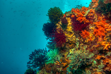 Fototapeta na wymiar North Sulawesi,Indonesia, underwater