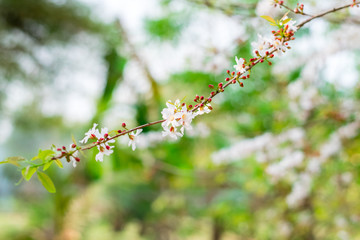 Guttiferae flower blossom