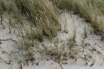 Dünengras / Strandhafer an der Ostsee